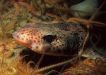 Scyliorhinus canicula