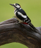 GS WOODPECKER (chap) REF WOOD 8