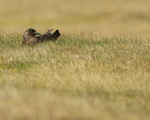 Great Skua on nest, Jokulsarlon, Iceland