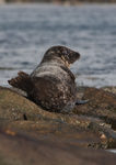 Common Seal - Phoca vitulina RPNP0043