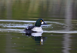 Goldeneye