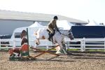 Class 502 - Riding Club Horse portfolio
