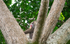 Male mandrill