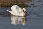 Mute Swan