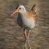 Water Rail
