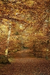 Burnham Beeches Path