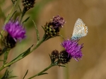 Common Blue