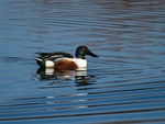 Shoveler