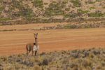 Vicuna on the Altiplano