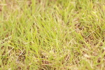 SBM_06253