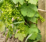Margaux wine chateaux-44