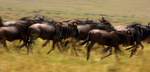 Blue Wildebeest
