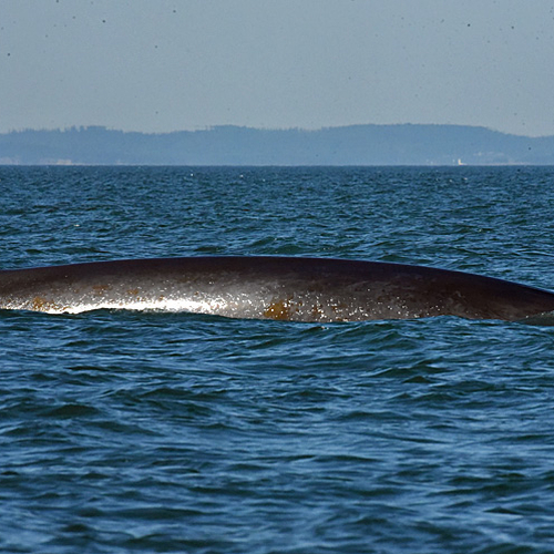 A Finback Whale