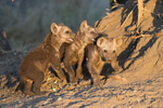 Trio of Trouble