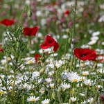 Weeds of cultivation Apennines Italy. scarlet field poppies (Papaver rhoeas), pink sainfoin (Onobrychis sp)  white ox-eye daisies( Leucanthemum vulgare,