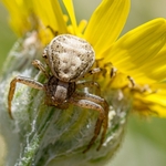 Crab spider (Xysticus cristatus)  