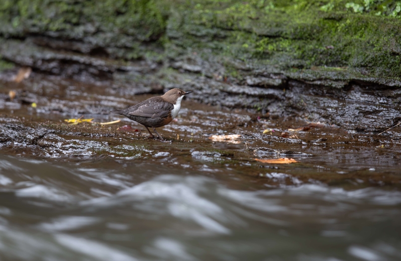Dipper - River Bollin - Cheshire