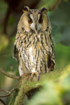 Long-eared Owl