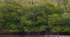 FLS002: Mangroves