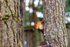 Red Squirrel - DSC_7154