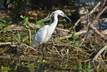 Little Egret