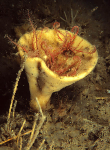 Axinella infundibuliformis