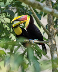 Yellow-throated Toucans allopreening, Costa Rica