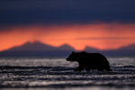 Brown Bear wading at sunrise, Silver Salmon Creek, Alaska