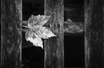 Mutual decay