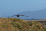 Southern Giant Petrel in Flight