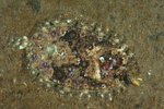 Zeugopterus regius