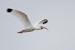 White Ibis