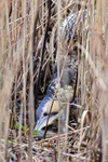 Bittern searching for fish at Hatch Pond, Poole