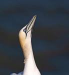 Gannet - Morus bassanus