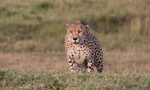 Cheetah portfolio