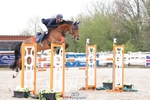 Cls 35 Young Horse 7yr old portfolio