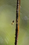 Orb web spider