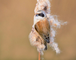 Male Penduline Tit