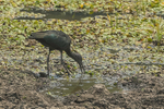 Glossy Ibis