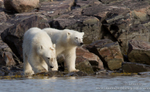 18 month old Polar Bear Cubs in Svalbard