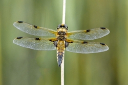 Four spotted chaser