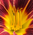 Lily Flower