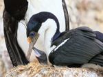 Imperial Shag adult & chick interaction, Cape Bougainville, Falklands