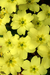 Common Primrose