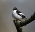 Pied Flycatcher
