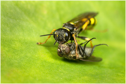 Female [i]Mellinis arvensis[/i] wasp with dipteran prey. Staffordshire garden, August 2016.