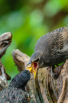 Starling Sturnus vulgaris-9968