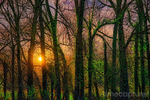 Sunrise Forest