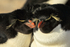 Rockhopper Penguin pair nestling together, Sea Lion Island