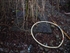 Remnant 4